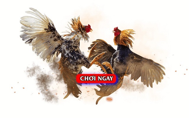 Đá gà được tổ chức dưới hình thức livestream nên người chơi có thể tham gia đặt cược tại nhiều khu vực khác nhau.